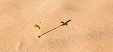 Tiny plant in desert
